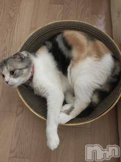 ��Ʋ����Х��顦����֥���ֲڲСݣȣ��Σ��£ɡ�(����֥ϥʥ�) �����8��23���̥�֥�����8��23�� 16��56ʬ�μ̥�֥�����