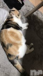 ��Ʋ����Х��顦����֥���ֲڲСݣȣ��Σ��£ɡ�(����֥ϥʥ�) �����9��16���̥�֥�����9��16�� 18��52ʬ�μ̥�֥�����