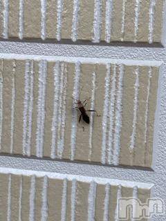 ��Ʋ����Х��顦����֥���ֲڲСݣȣ��Σ��£ɡ�(����֥ϥʥ�) �����11��1���̥�֥�����11��1�� 19��00ʬ�μ̥�֥�����