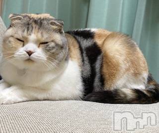 ��Ʋ����Х��顦����֥���ֲڲСݣȣ��Σ��£ɡ�(����֥ϥʥ�) �����11��17���̥�֥�����11��17�� 20��20ʬ�μ̥�֥�����