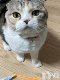 ��Ʋ����Х��顦����֥���ֲڲСݣȣ��Σ��£ɡ�(����֥ϥʥ�) �����12��13���̥�֥�����12��13�� 13��26ʬ�μ̥�֥�����