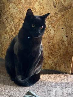 ��Ʋ����Х��顦����֥���ֲڲСݣȣ��Σ��£ɡ�(����֥ϥʥ�) �����12��16���̥�֥�����12��16�� 17��00ʬ�μ̥�֥�����