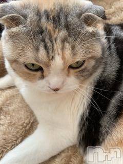 ��Ʋ����Х��顦����֥���ֲڲСݣȣ��Σ��£ɡ�(����֥ϥʥ�) �����1��10���̥�֥�����1��10�� 16��56ʬ�μ̥�֥�����