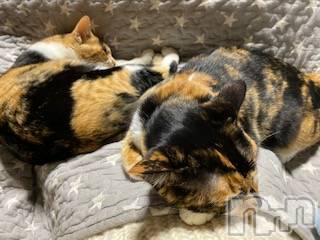 ��Ʋ����Х��顦����֥���ֲڲСݣȣ��Σ��£ɡ�(����֥ϥʥ�) �����2��26���̥�֥�����2��26�� 02��29ʬ�μ̥�֥�����