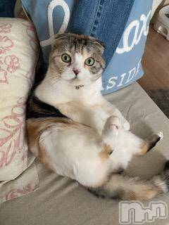 ��Ʋ����Х��顦����֥���ֲڲСݣȣ��Σ��£ɡ�(����֥ϥʥ�) �����3��11���̥�֥�����3��11�� 02��32ʬ�μ̥�֥�����