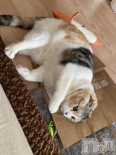 ��Ʋ����Х��顦����֥���ֲڲСݣȣ��Σ��£ɡ�(����֥ϥʥ�) �����3��18���̥�֥�����3��18�� 11��55ʬ�μ̥�֥�����