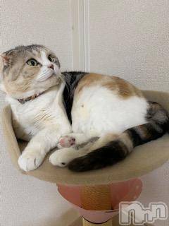 ��Ʋ����Х��顦����֥���ֲڲСݣȣ��Σ��£ɡ�(����֥ϥʥ�) �����4��18���̥�֥�����4��18�� 08��54ʬ�μ̥�֥�����