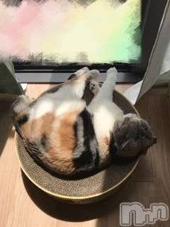 ��Ʋ����Х��顦����֥���ֲڲСݣȣ��Σ��£ɡ�(����֥ϥʥ�) �����5��19���̥�֥�����5��19�� 19��25ʬ�μ̥�֥�����