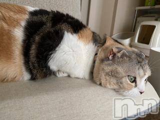 ��Ʋ����Х��顦����֥���ֲڲСݣȣ��Σ��£ɡ�(����֥ϥʥ�) �����6��19���̥�֥�����6��19�� 11��03ʬ�μ̥�֥�����