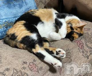 ��Ʋ����Х��顦����֥���ֲڲСݣȣ��Σ��£ɡ�(����֥ϥʥ�) �����7��16���̥�֥�����7��16�� 22��08ʬ�μ̥�֥�����