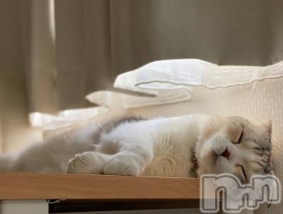 ��Ʋ����Х��顦����֥���ֲڲСݣȣ��Σ��£ɡ�(����֥ϥʥ�) �����8��28���̥�֥�����8��28�� 17��04ʬ�μ̥�֥�����