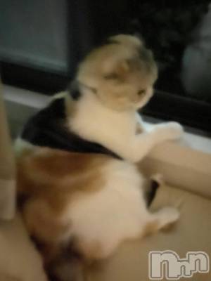 ��Ʋ����Х��顦����֥���ֲڲСݣȣ��Σ��£ɡ�(����֥ϥʥ�) �����9��9���̥�֥�����9��9�� 17��30ʬ�μ̥�֥�����