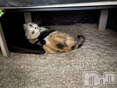 ��Ʋ����Х��顦����֥���ֲڲСݣȣ��Σ��£ɡ�(����֥ϥʥ�) �����9��25���̥�֥�����9��25�� 12��54ʬ�μ̥�֥�����