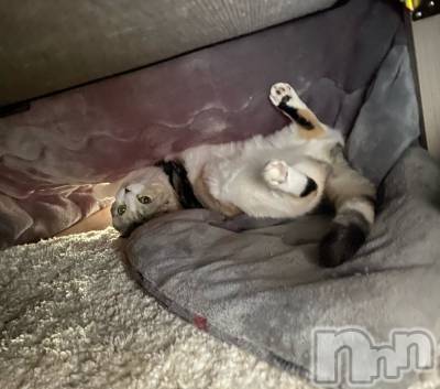 ��Ʋ����Х��顦����֥���ֲڲСݣȣ��Σ��£ɡ�(����֥ϥʥ�) �����12��11���̥�֥�����12��11�� 14��08ʬ�μ̥�֥�����