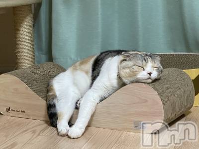 ��Ʋ����Х��顦����֥���ֲڲСݣȣ��Σ��£ɡ�(����֥ϥʥ�) �����12��31���̥�֥�����12��31�� 19��38ʬ�μ̥�֥�����