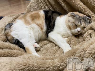 ��Ʋ����Х��顦����֥���ֲڲСݣȣ��Σ��£ɡ�(����֥ϥʥ�) �����1��2���̥�֥�����1��2�� 12��49ʬ�μ̥�֥�����