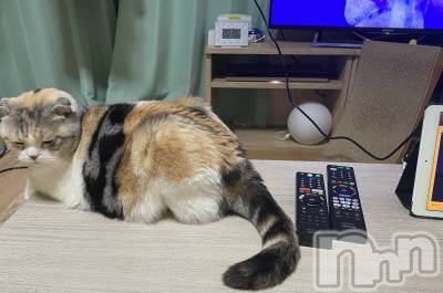 ��Ʋ����Х��顦����֥���ֲڲСݣȣ��Σ��£ɡ�(����֥ϥʥ�) �����1��8���̥�֥�����1��8�� 20��29ʬ�μ̥�֥�����