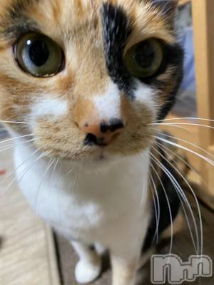 ��Ʋ����Х��顦����֥���ֲڲСݣȣ��Σ��£ɡ�(����֥ϥʥ�) �����3��9���̥�֥�����3��9�� 19��19ʬ�μ̥�֥�����