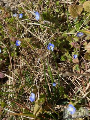 ��Ʋ����Х��顦����֥���ֲڲСݣȣ��Σ��£ɡ�(����֥ϥʥ�) �����3��15���̥�֥�����3��15�� 18��22ʬ�μ̥�֥�����