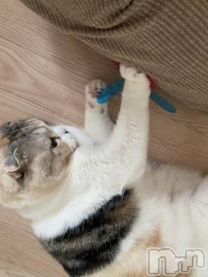 ��Ʋ����Х��顦����֥���ֲڲСݣȣ��Σ��£ɡ�(����֥ϥʥ�) �����3��25���̥�֥�����3��25�� 10��55ʬ�μ̥�֥�����