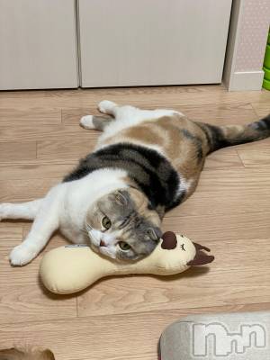 ��Ʋ����Х��顦����֥���ֲڲСݣȣ��Σ��£ɡ�(����֥ϥʥ�) �����4��17���̥�֥�����4��17�� 10��42ʬ�μ̥�֥�����