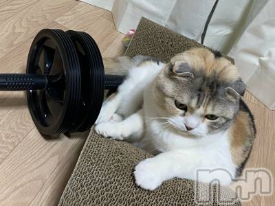 ��Ʋ����Х��顦����֥���ֲڲСݣȣ��Σ��£ɡ�(����֥ϥʥ�) �����5��8���̥�֥�����5��8�� 17��16ʬ�μ̥�֥�����