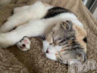 ��Ʋ����Х��顦����֥���ֲڲСݣȣ��Σ��£ɡ�(����֥ϥʥ�) �����5��14���̥�֥�����5��14�� 16��18ʬ�μ̥�֥�����