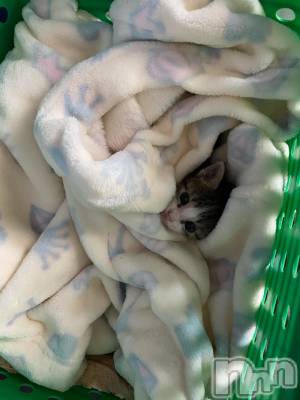 ��Ʋ����Х��顦����֥���ֲڲСݣȣ��Σ��£ɡ�(����֥ϥʥ�) �����5��21���̥�֥�����5��21�� 17��18ʬ�μ̥�֥�����