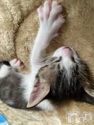 ��Ʋ����Х��顦����֥���ֲڲСݣȣ��Σ��£ɡ�(����֥ϥʥ�) �����6��5���̥�֥�����6��5�� 19��56ʬ�μ̥�֥�����