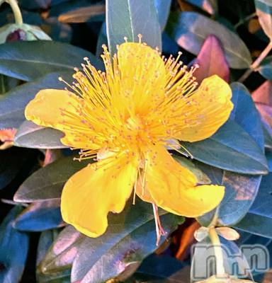 ��Ʋ����Х��顦����֥���ֲڲСݣȣ��Σ��£ɡ�(����֥ϥʥ�) �����6��20���̥�֥�����6��20�� 20��30ʬ�μ̥�֥�����