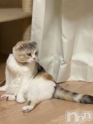 ��Ʋ����Х��顦����֥���ֲڲСݣȣ��Σ��£ɡ�(����֥ϥʥ�) �����6��27���̥�֥�����6��27�� 21��46ʬ�μ̥�֥�����