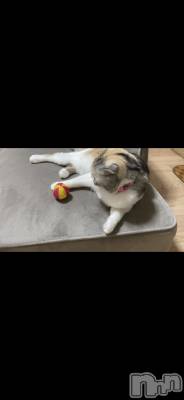 ��Ʋ����Х��顦����֥���ֲڲСݣȣ��Σ��£ɡ�(����֥ϥʥ�) �����7��11���̥�֥�����7��11�� 23��32ʬ�μ̥�֥�����