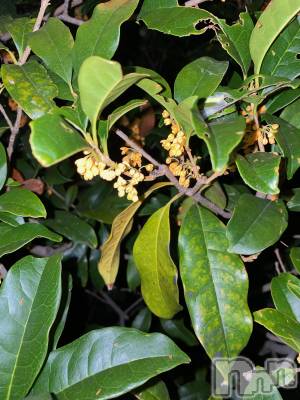 ��Ʋ����Х��顦����֥���ֲڲСݣȣ��Σ��£ɡ�(����֥ϥʥ�) �����10��3���̥�֥�����10��3�� 20��29ʬ�μ̥�֥�����