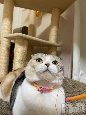 ��Ʋ����Х��顦����֥���ֲڲСݣȣ��Σ��£ɡ�(����֥ϥʥ�) �����10��21���̥�֥�����10��21�� 19��59ʬ�μ̥�֥�����