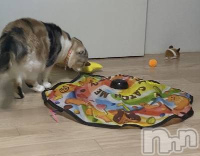 ��Ʋ����Х��顦����֥���ֲڲСݣȣ��Σ��£ɡ�(����֥ϥʥ�) �����12��1���̥�֥�����12��1�� 20��20ʬ�μ̥�֥�����