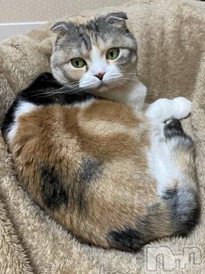 ��Ʋ����Х��顦����֥���ֲڲСݣȣ��Σ��£ɡ�(����֥ϥʥ�) �����2��1���̥�֥�����2��1�� 14��05ʬ�μ̥�֥�����