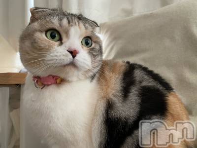 ��Ʋ����Х��顦����֥���ֲڲСݣȣ��Σ��£ɡ�(����֥ϥʥ�) �����2��8���̥�֥�����2��8�� 12��57ʬ�μ̥�֥�����