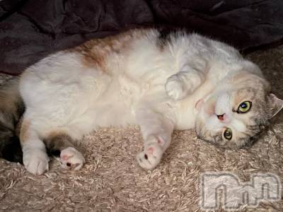 ��Ʋ����Х��顦����֥���ֲڲСݣȣ��Σ��£ɡ�(����֥ϥʥ�) �����2��24���̥�֥�����2��24�� 12��38ʬ�μ̥�֥�����