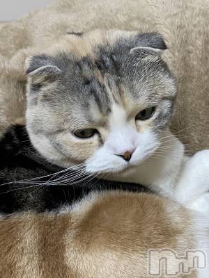 ��Ʋ����Х��顦����֥���ֲڲСݣȣ��Σ��£ɡ�(����֥ϥʥ�) �����3��26���̥�֥�����3��26�� 16��54ʬ�μ̥�֥�����