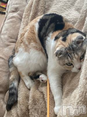 ��Ʋ����Х��顦����֥���ֲڲСݣȣ��Σ��£ɡ�(����֥ϥʥ�) �����4��8���̥�֥�����4��8�� 14��36ʬ�μ̥�֥�����