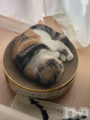 ��Ʋ����Х��顦����֥���ֲڲСݣȣ��Σ��£ɡ�(����֥ϥʥ�) �����5��25���̥�֥�����5��25�� 14��10ʬ�μ̥�֥�����