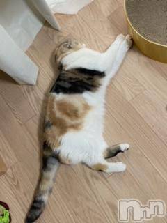 ��Ʋ����Х��顦����֥���ֲڲСݣȣ��Σ��£ɡ�(����֥ϥʥ�) �����6��9���̥�֥�����6��9�� 18��11ʬ�μ̥�֥�����