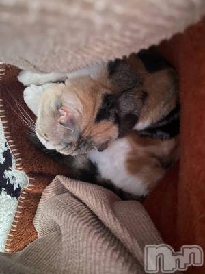 ��Ʋ����Х��顦����֥���ֲڲСݣȣ��Σ��£ɡ�(����֥ϥʥ�) �����6��18���̥�֥�����6��18�� 11��20ʬ�μ̥�֥�����