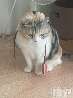 ��Ʋ����Х��顦����֥���ֲڲСݣȣ��Σ��£ɡ�(����֥ϥʥ�) �����6��23���̥�֥�����6��23�� 20��05ʬ�μ̥�֥�����