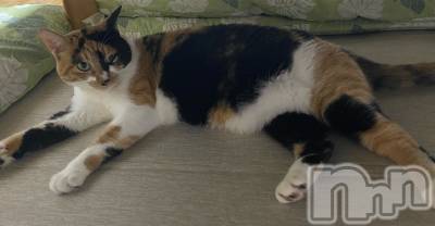 ƲХ顦ֲ֥ڲСݣȣΣ£ɡ(֥ϥʥ) 815̥֥815 1825ʬμ̥֥