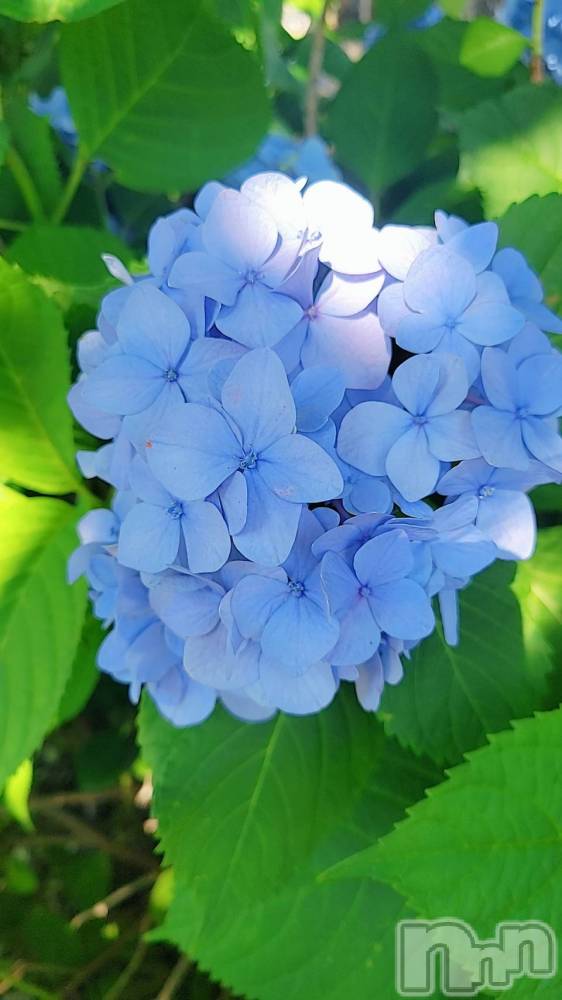 ĮХ顦club Diana(֥ǥ) 顡Ƥ625̥֥֤