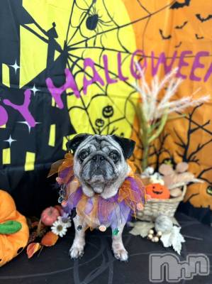 ĮХ顦club Diana(֥ǥ) 顡Ƥ1023̥֥֤פ֤