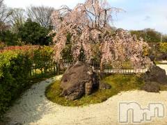 新潟風俗エステGRACE　新潟(グレース　ニイガタ) 水橋(32)の1月12日写メブログ「🌸」
