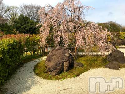 新潟風俗エステ GRACE　新潟(グレース　ニイガタ) 水橋(32)の1月12日写メブログ「🌸」