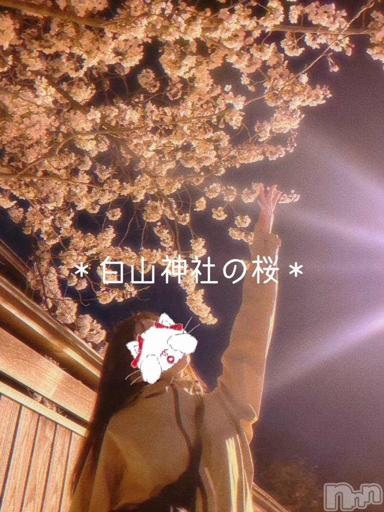 新潟人妻デリヘルLOVE AFFAIR～秘密のデート(ラブアフェア～ヒミツノデート) 美雪さん【♪♪♪】(35)の4月9日写メブログ「今年初めて桜見たよ～‎(◍˃ ᵕ ˂◍)♡𓈒 𓏸𓈒𓂂𓂃♡」